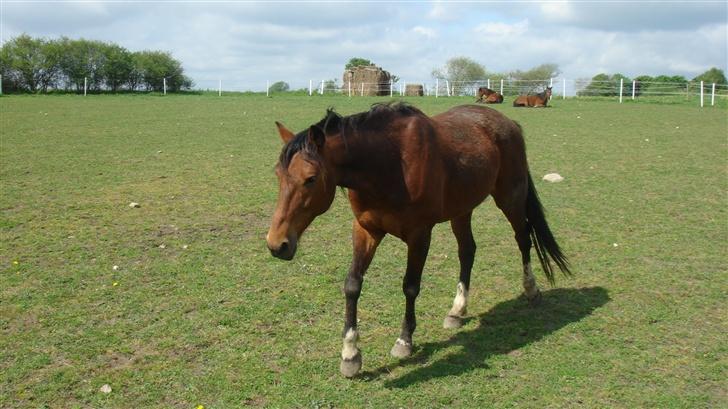 Traver Gacrux Date R.I.P - Gacrux date billede 2