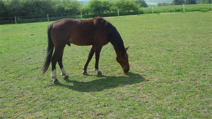 Traver Gacrux Date R.I.P - Gacrux Date billede 3