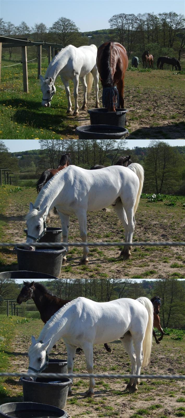 Anden særlig race Figaro (aflivet) - Charlie, Figaro og Freddie på folden sammen med de 6 andre heste (som ikke ses på billedet) billede 5