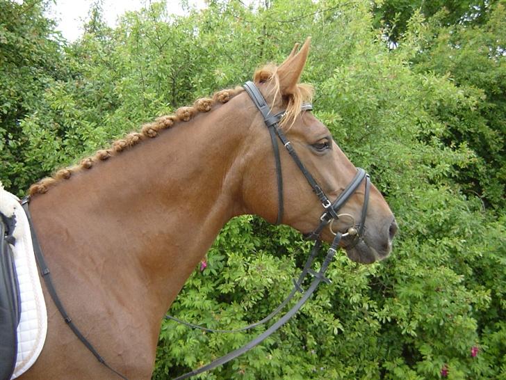 Anden særlig race Holmgårds Phoebe "solgt" - Phoebe til stævne i struer d. 27 maj 2007. billede 14