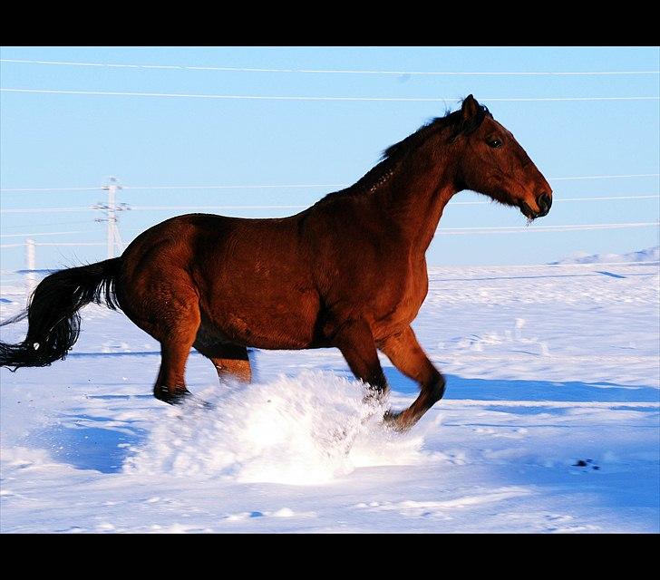 Traver Dandi R.I.P - Taget af Melissa Alice Semkuruto Larsen. billede 1