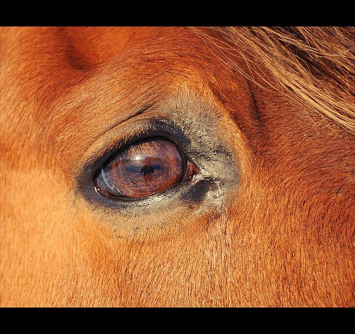 Traver Dandi R.I.P - Taget af Melissa Alice Semkuruto Larsen. billede 2