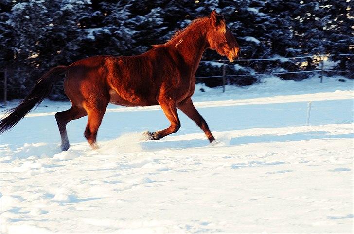 Traver Dandi R.I.P - Taget af Melissa Alice Semkuruto Larsen. billede 3