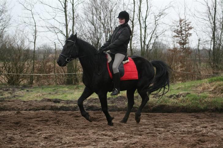 Anden særlig race Charly *solgt* - Galop: ) billede 15