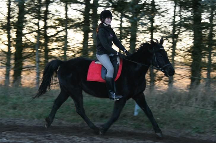 Anden særlig race Charly *solgt* - I trav på Valentinsdag( : billede 16