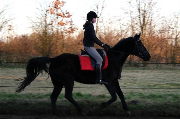 Anden særlig race Charly *solgt* - I galop på Valentinsdag( :  billede 18