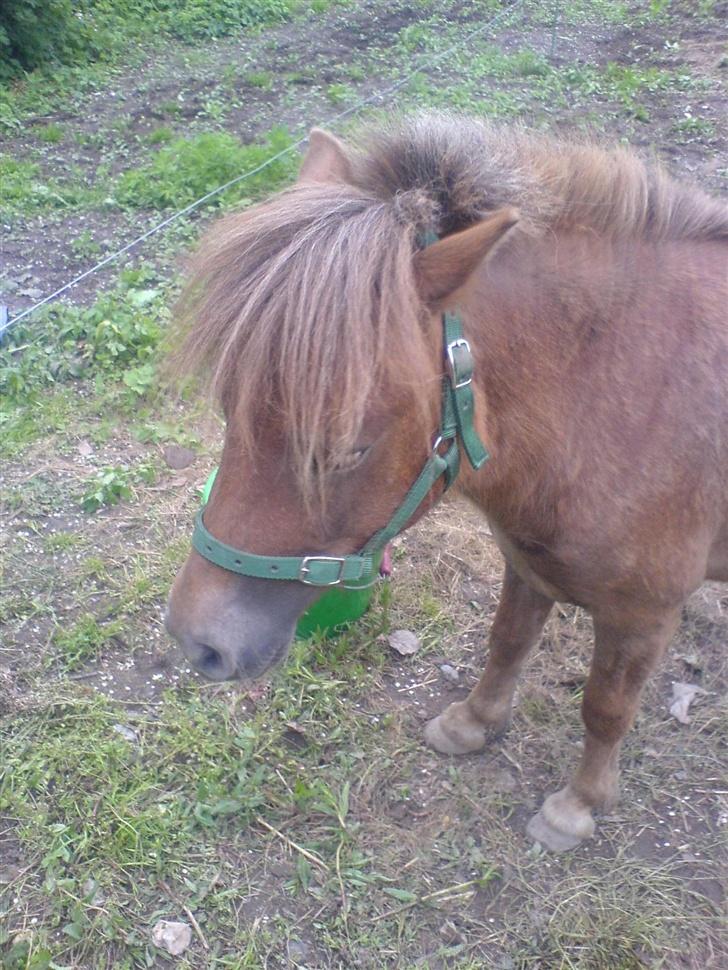 Shetlænder Mikkel billede 3