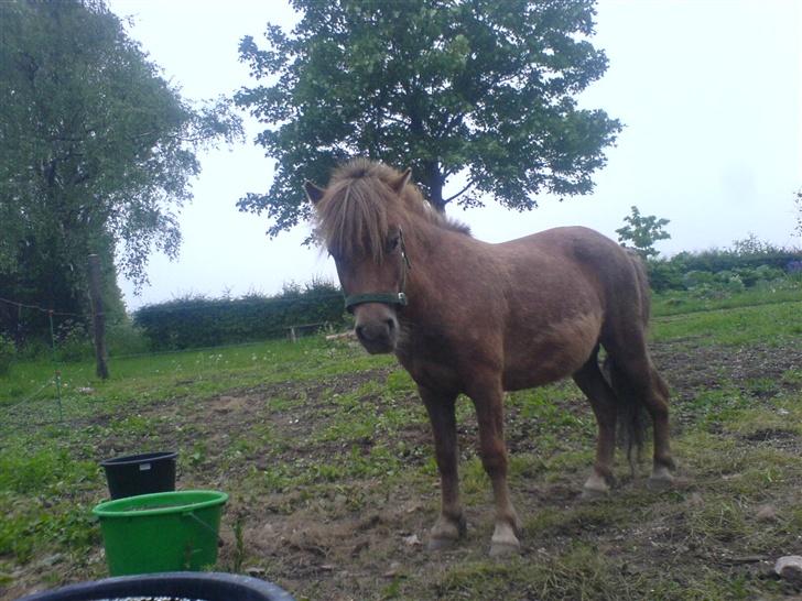 Shetlænder Mikkel billede 4
