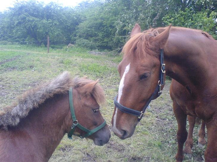 Shetlænder Mikkel billede 5
