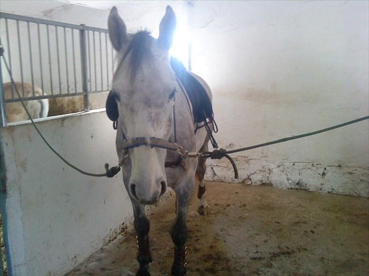 Holstener Rocky billede 1