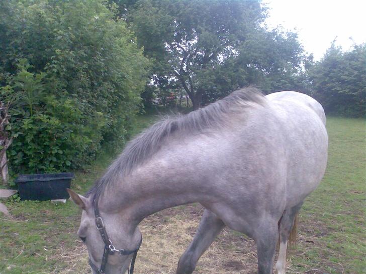 Holstener Rocky billede 2