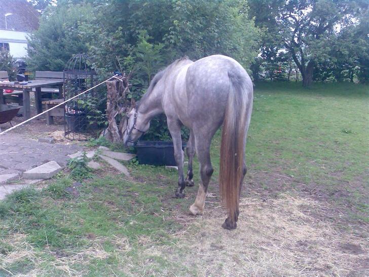 Holstener Rocky billede 3