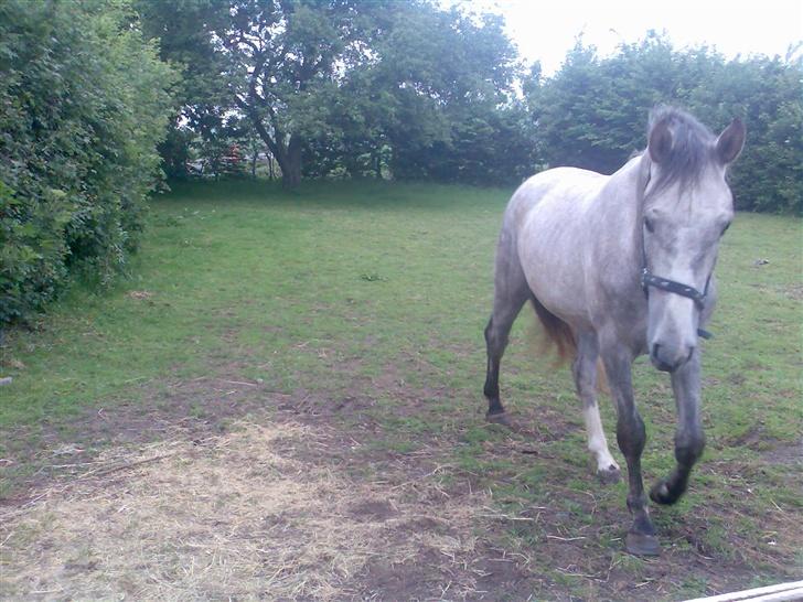 Holstener Rocky billede 4