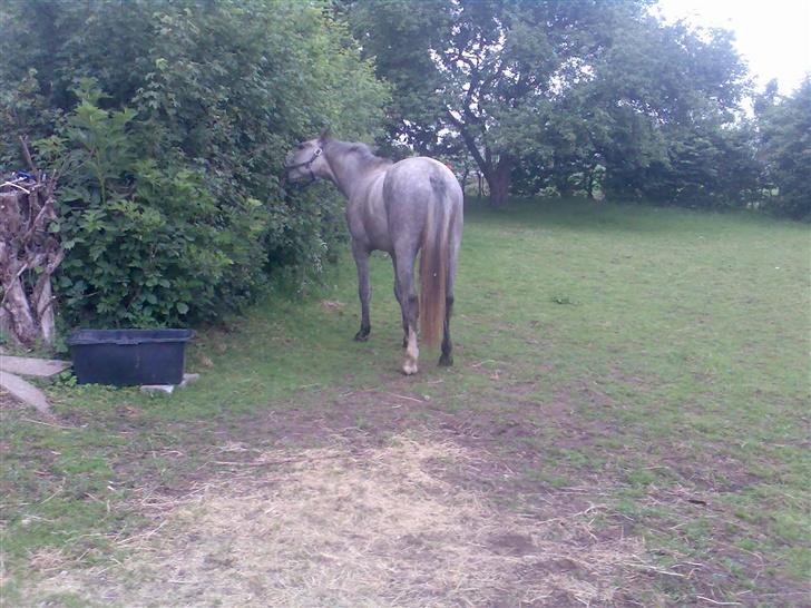 Holstener Rocky billede 5