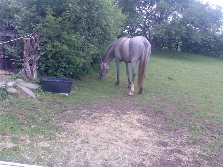 Holstener Rocky billede 6