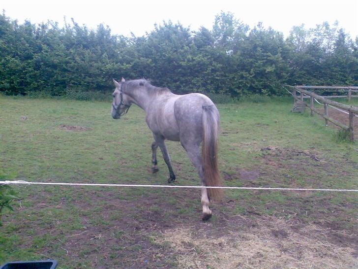 Holstener Rocky billede 7