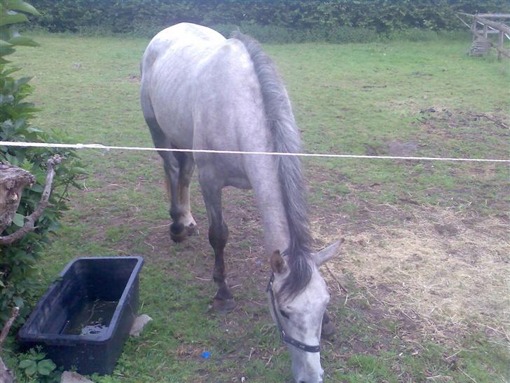 Holstener Rocky billede 8