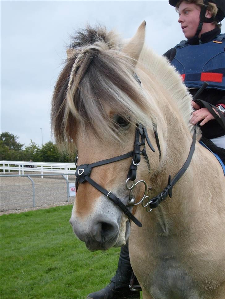 Fjordhest Risbjerggårds abanos - smukke ABANOS billede 1