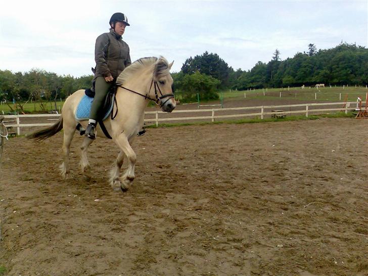 Fjordhest Risbjerggårds abanos billede 2