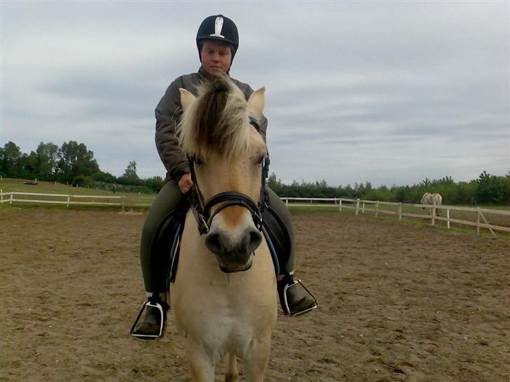 Fjordhest Risbjerggårds abanos billede 3