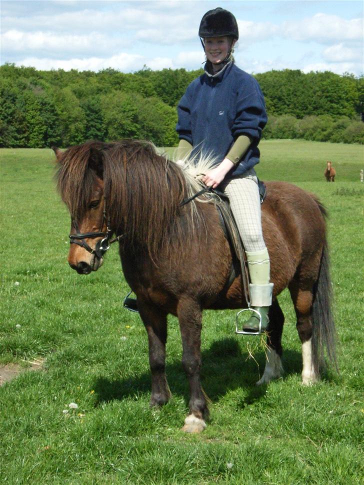 Islænder Stjarni - Velkomme til min profil ;) billede 1