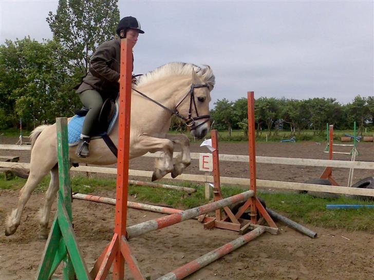 Fjordhest Risbjerggårds abanos billede 4