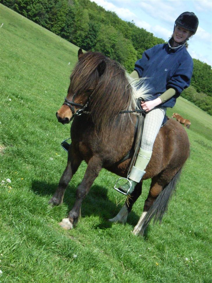 Islænder Stjarni - Hmm...det er min ven stoffer der har taget billeder billede 3