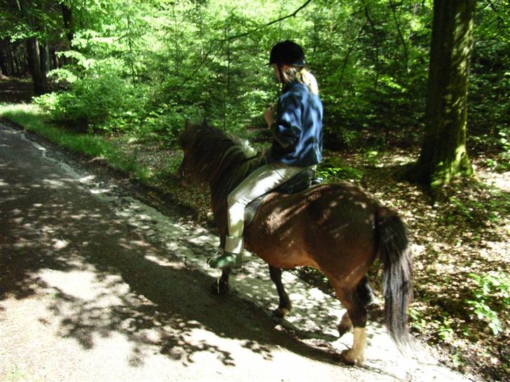 Islænder Stjarni - ren afslapning billede 4