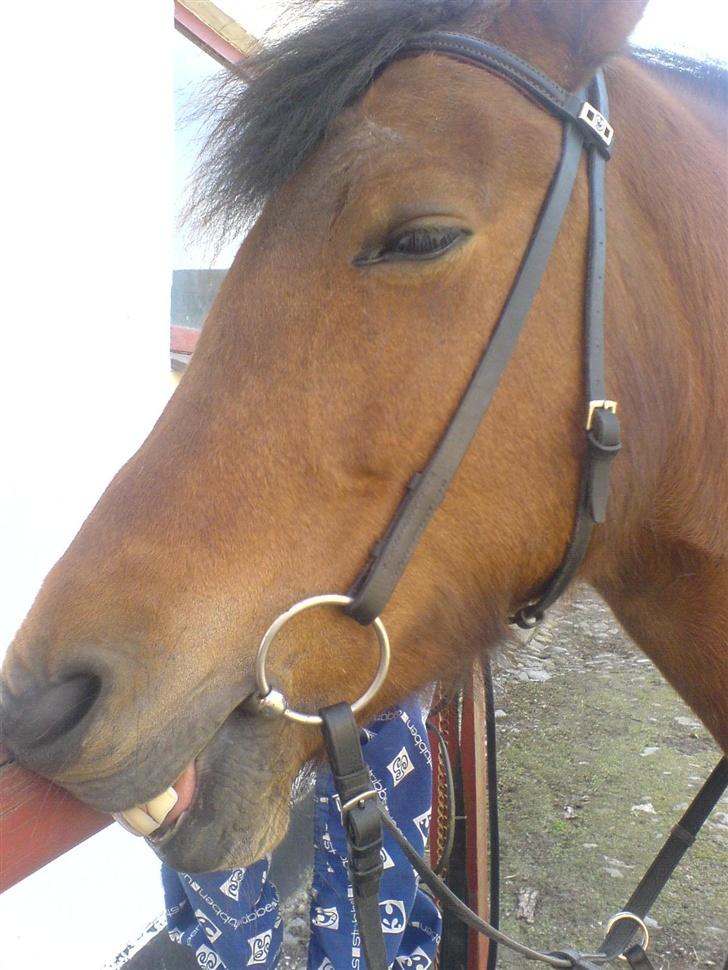 New Forest Nikita - solgt /: billede 16