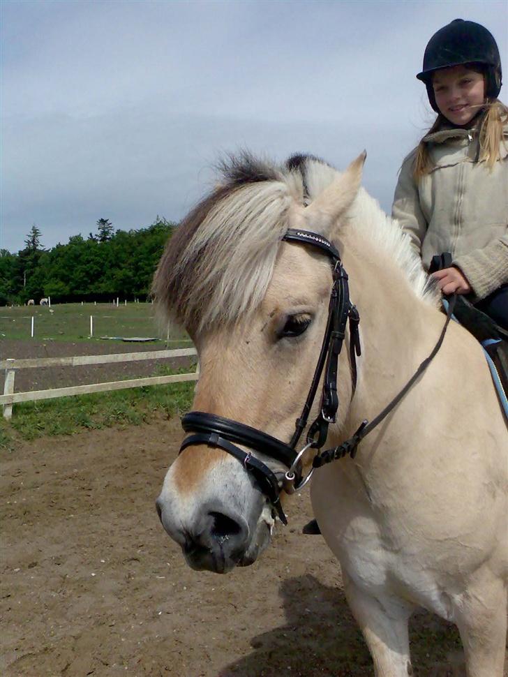 Fjordhest Risbjerggårds abanos billede 6