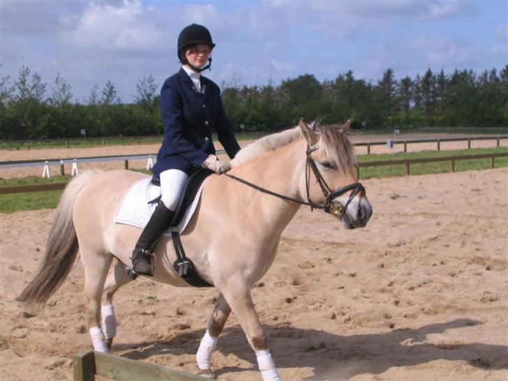Fjordhest Sleipner  - Mig med et meget nærvøst ansigts udtryk :D, han var en vildbasse.  billede 7