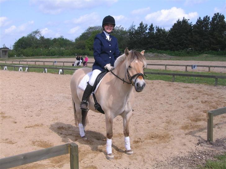 Fjordhest Sleipner  - Efter et meget vellykket LC1 program billede 8