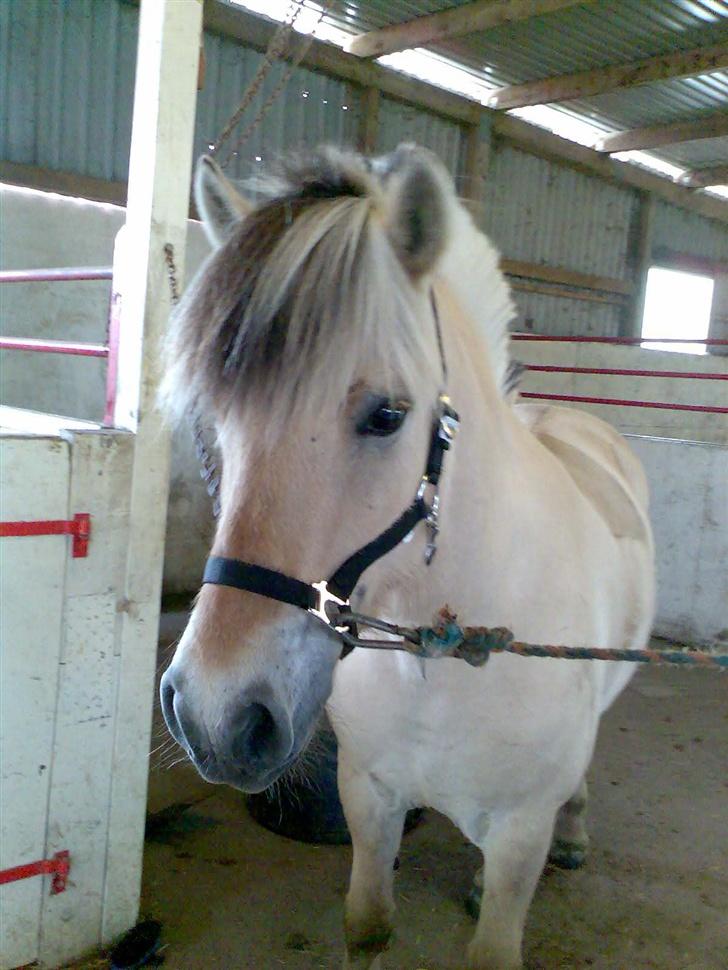 Fjordhest Risbjerggårds abanos billede 7