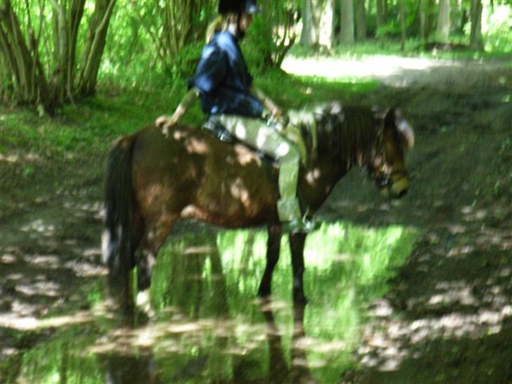 Islænder Stjarni - ihh...vand er vådt men sjovt...må jeg rulle nu....NEJ billede 6