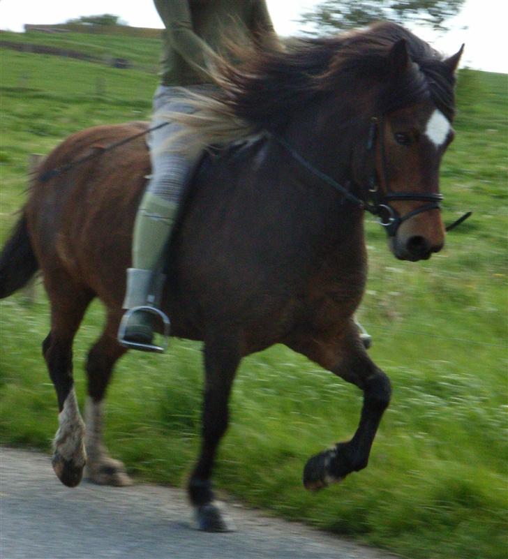 Islænder Stjarni - flot løft i straven billede 7