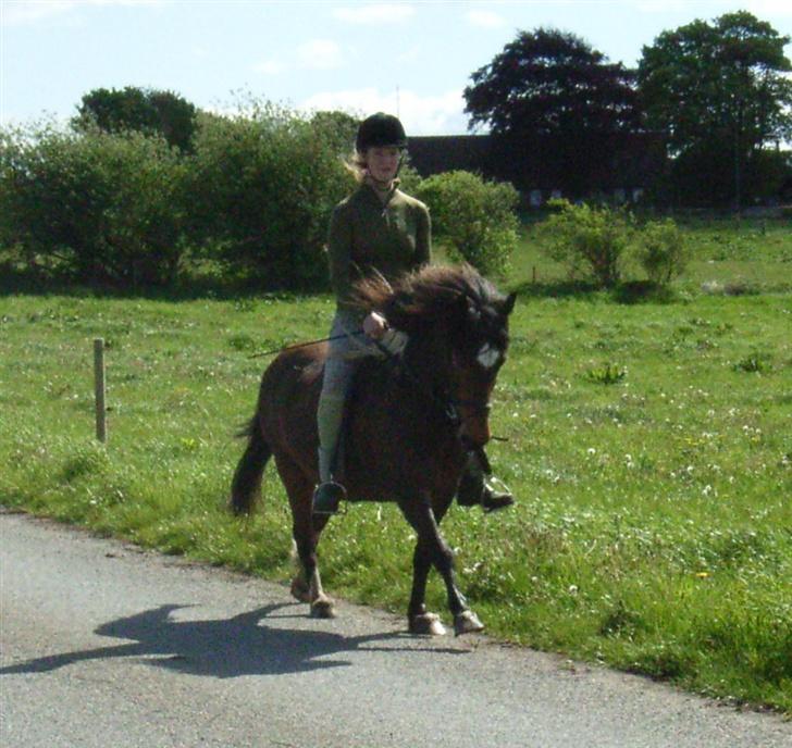 Islænder Stjarni - gylop gylop billede 8