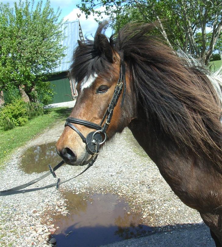 Islænder Stjarni billede 9