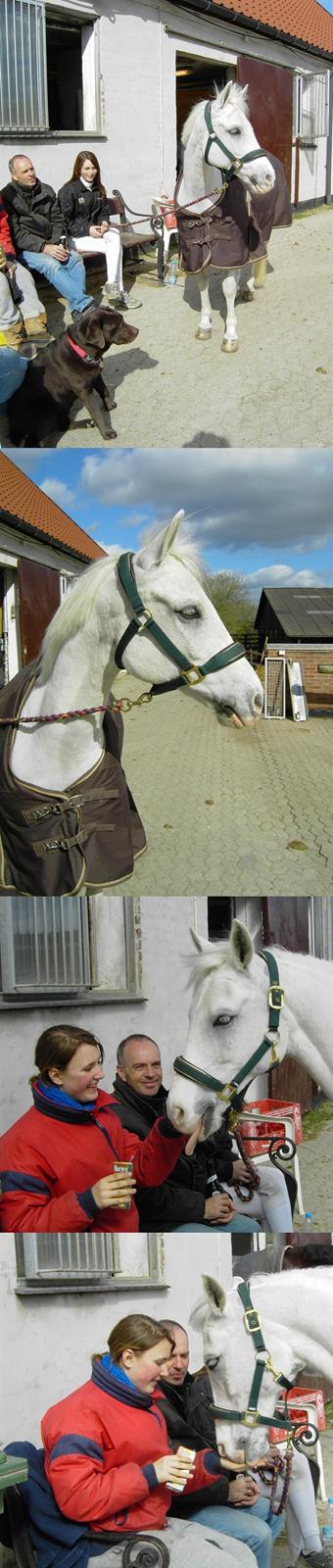 Anden særlig race Figaro (aflivet) - Hygge på gårdpladsen efter stævne på ØRK - han kan godt lide æblejuice :p billede 10