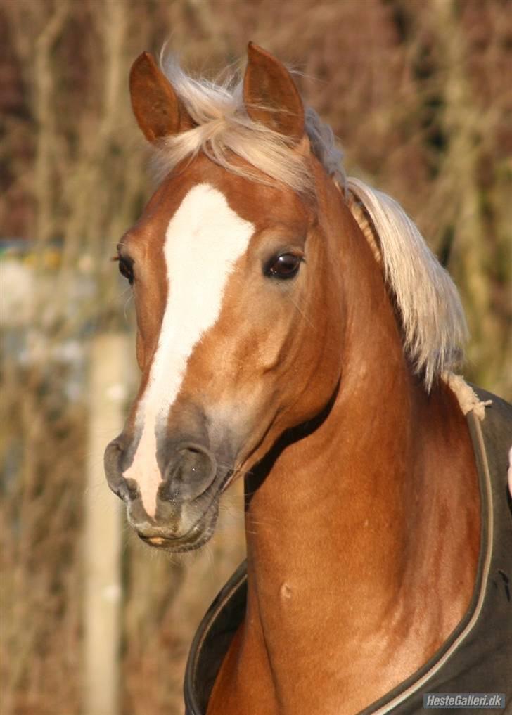 Hollandsk Sportspony Bright gold dancer -solgt - Smukke barbie <3 fotograf Nanna H. billede 1