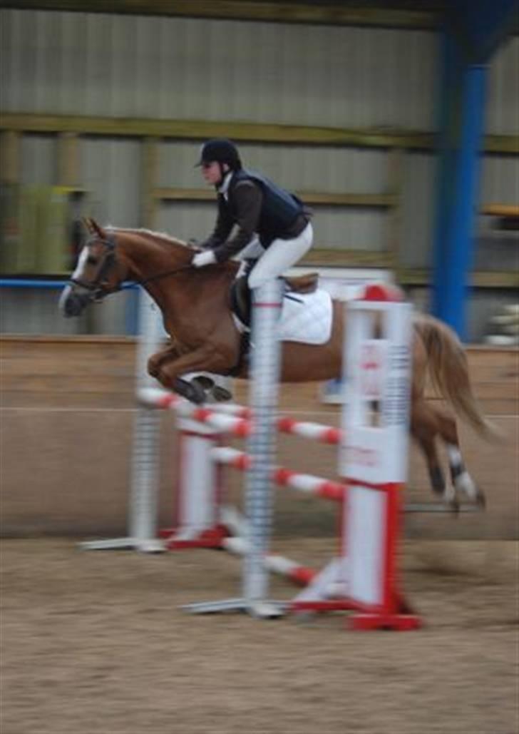 Hollandsk Sportspony Bright gold dancer -solgt - LB spring :D <3  billede 2