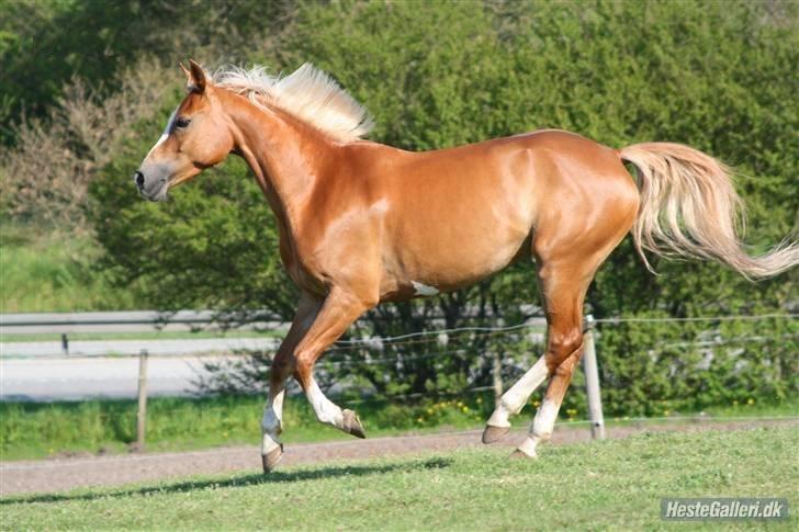 Hollandsk Sportspony Bright gold dancer -solgt - løøøb<3fotograf Nanna H. billede 3