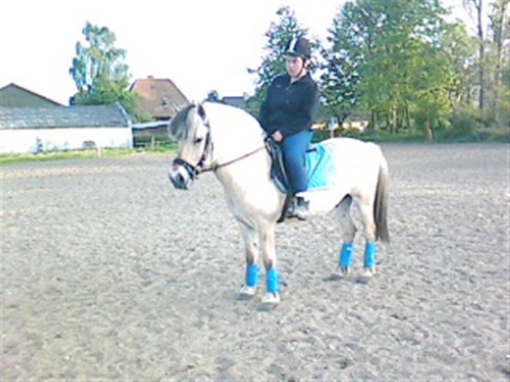 Fjordhest Risbjerggårds abanos billede 8