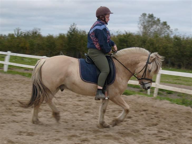 Fjordhest Risbjerggårds abanos - dressur træning billede 9