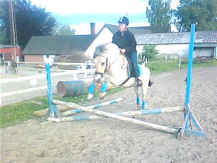 Fjordhest Risbjerggårds abanos billede 10