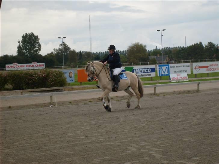 Fjordhest Risbjerggårds abanos - monte på fyns vædeløbs bane billede 11