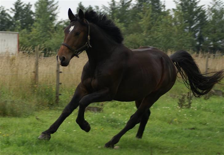 Oldenborg Vestergaard´s Rafinel - Rafinel 2009 billede 1