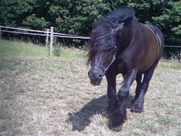 Nordsvensk Skovhest tage billede 3