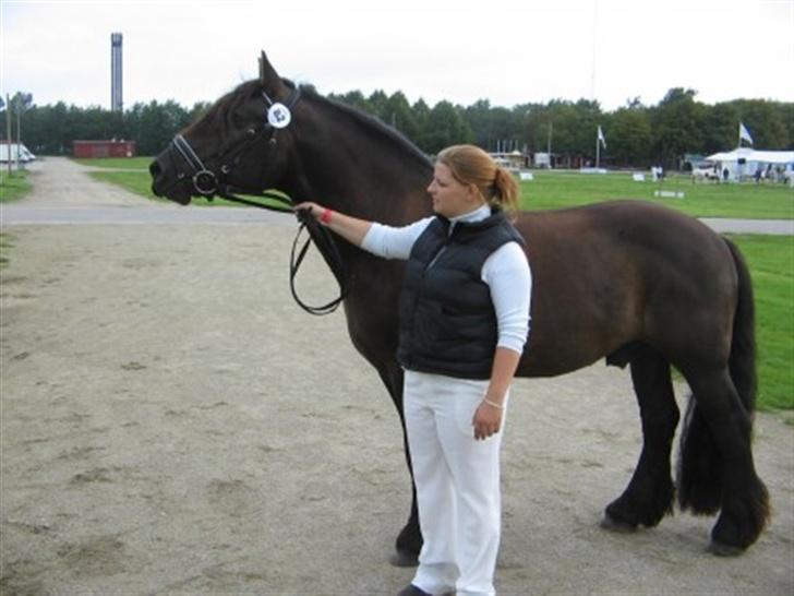 Nordsvensk Skovhest tage billede 5