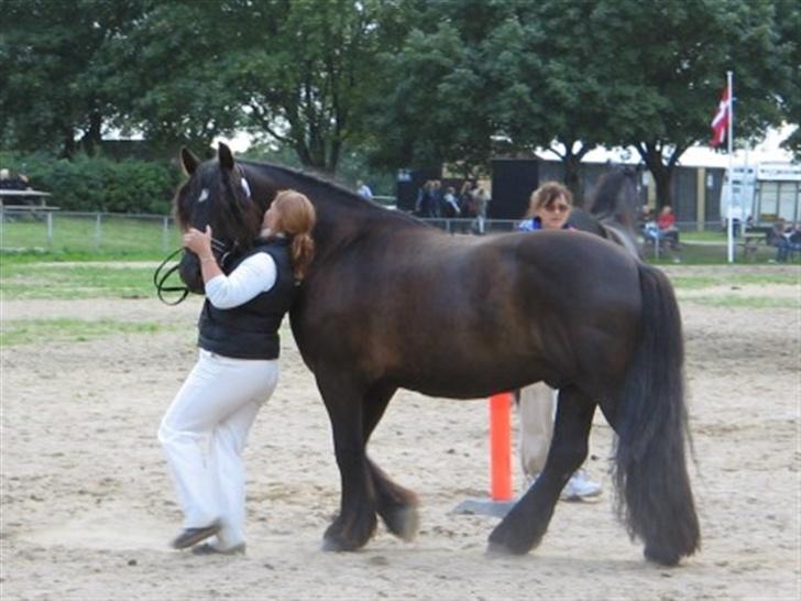 Nordsvensk Skovhest tage billede 7