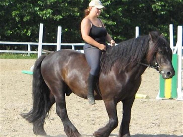 Nordsvensk Skovhest tage billede 8